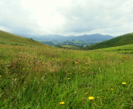 Dazzling july fields